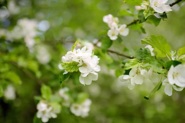 晴れた春の日に美しい古いリンゴの木の庭の開花 — ストック写真