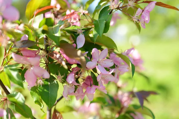 Kukkivat Vaaleanpunainen Elämänlanka Puutarhassa Kukat Kukkivat Kesällä Kauneus Luonnossa — kuvapankkivalokuva