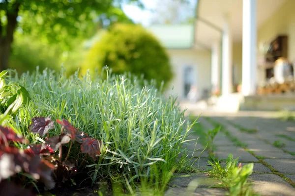 庭の花壇に一般的にマウス耳の雑草と呼ばれるセラステウムの柔らかい緑の葉 庭のための地上カバー植物 自然背景 — ストック写真