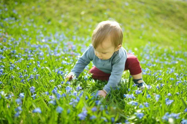 Menino Adorável Brincando Flores Scilla Florescendo Parque Primavera Lindas Flores — Fotografia de Stock