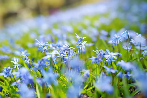 stock image Scilla flowers blooming in the spring garden on the Alpine hill. Beautiful blue spring flowers on a sunny day.