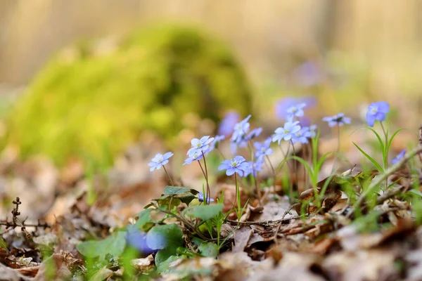 Virágzó Hepatica Virág Kora Tavasszal Erdőben Természet Szépsége — Stock Fotó