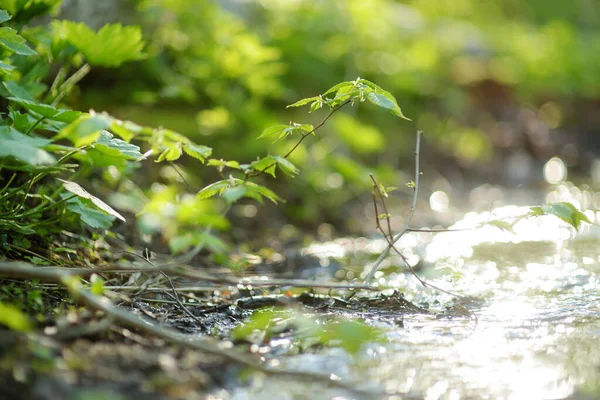 Smalle Stroom Kronkelt Door Het Dichte Groene Bos Het Vroege — Stockfoto