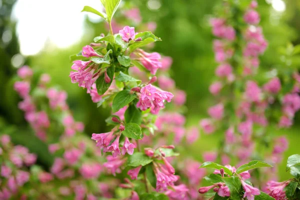 Weigela Nın Pembe Çiçeklerine Yakın Çekim Yazın Weigela Nın Parlak — Stok fotoğraf