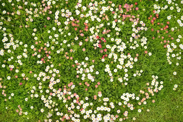 Vacker Äng Våren Full Blommande Vita Och Rosa Gemensamma Prästkragar — Stockfoto