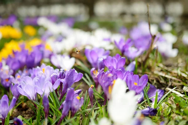 Blühende Krokusblüten Park Frühlingslandschaft Schönheit Der Natur — Stockfoto