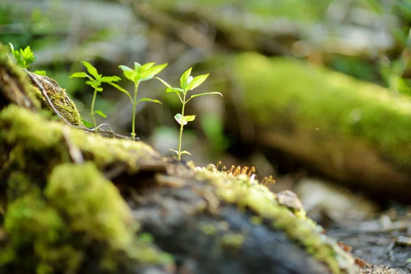 Jonge Verse Vegetatie Van Prachtig Gemengd Dennen Loofbos Litouwen Europa — Stockfoto