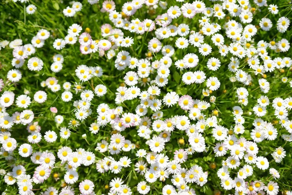 Piękna Łąka Wiosną Pełna Kwitnących Białych Różowych Wspólnych Stokrotek Zielonej — Zdjęcie stockowe