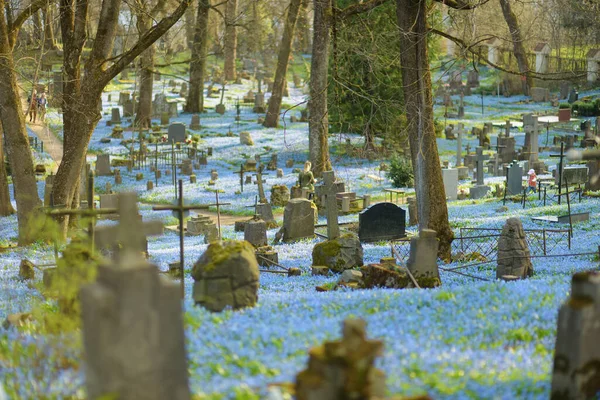 Modrá Scilla Siberica Jarní Květiny Kvetoucí Slunečného Dne Dubnu Bernardinském — Stock fotografie