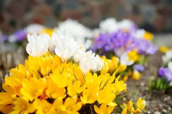 Blommande Krokusblommor Parken Vårlandskap Skönhet Naturen — Stockfoto