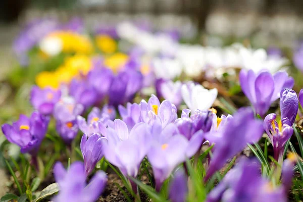 Virágzó Crocus Virágok Parkban Tavaszi Táj Természet Szépsége — Stock Fotó