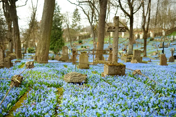 Blaue Scilla Siberica Frühlingsblumen Blühen Einem Sonnigen Tag April Auf — Stockfoto