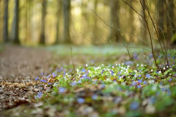 Blossoming Hepatica Flower Early Spring Forest Beauty Nature — Stock Photo, Image