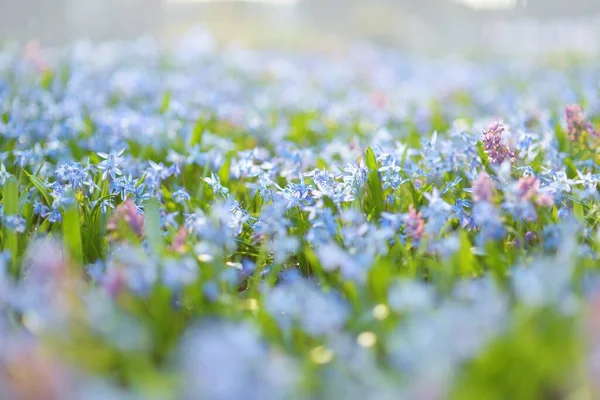 Scilla Blommar Vårträdgården Den Alpina Kullen Vackra Blå Vårblommor Solig — Stockfoto