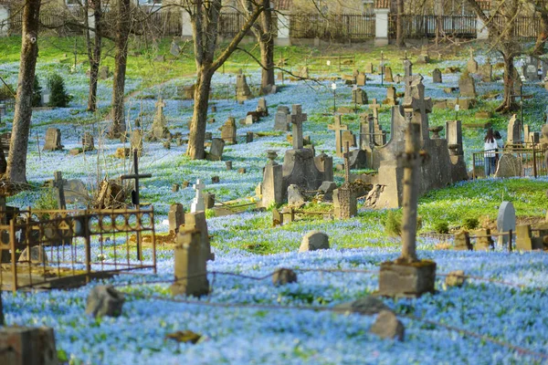Niebieska Scylla Syberyjska Wiosenne Kwiaty Kwitnące Słoneczny Dzień Kwietnia Cmentarzu — Zdjęcie stockowe