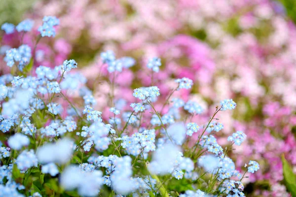 Hermosas Flores Azules Olvides Jardín Primavera Belleza Naturaleza — Foto de Stock