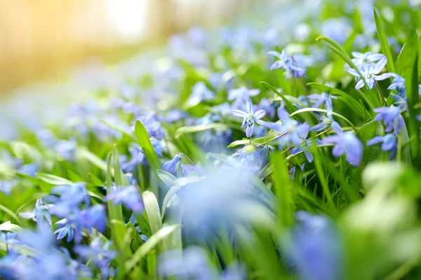 Scilla Blommar Vårträdgården Den Alpina Kullen Vackra Blå Vårblommor Solig — Stockfoto