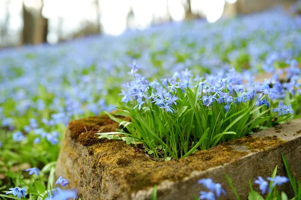 Blaue Scilla Siberica Frühlingsblumen Blühen Einem Sonnigen Tag April Auf — Stockfoto