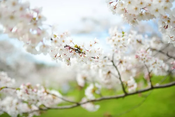 Hermoso Cerezo Floreciendo Primavera Belleza Naturaleza Tiernas Ramas Cereza Soleado — Foto de Stock