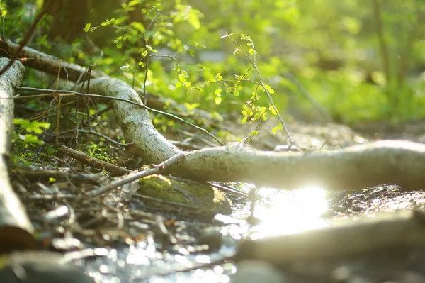 早春の鬱蒼とした緑の森の中を狭く流れる小川 — ストック写真