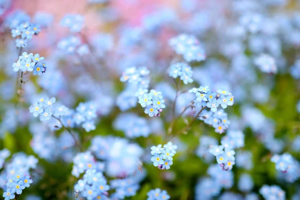 Piękne Niebieskie Niezapomniane Kwiaty Wiosennym Ogrodzie Piękno Natury — Zdjęcie stockowe