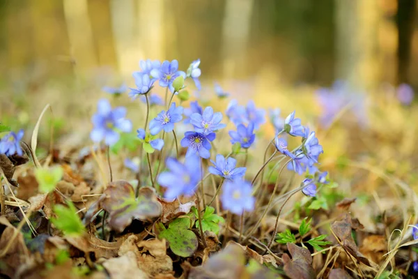 Virágzó Hepatica Virág Kora Tavasszal Erdőben Természet Szépsége — Stock Fotó