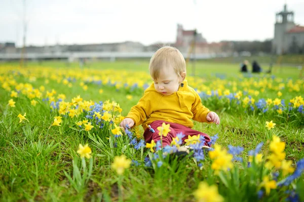 Cute Maluch Chłopiec Zabawy Między Rzędami Piękne Żółte Żonkile Niebieskie — Zdjęcie stockowe