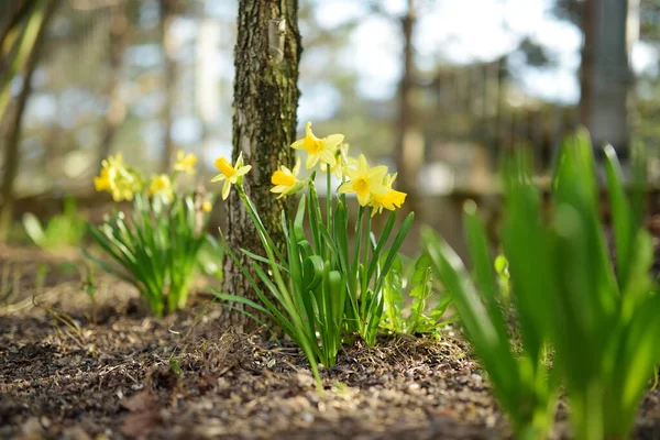 Красиві Жовті Нарциси Цвітуть Навесні Нарциси Цвітуть Весняному Саду — стокове фото