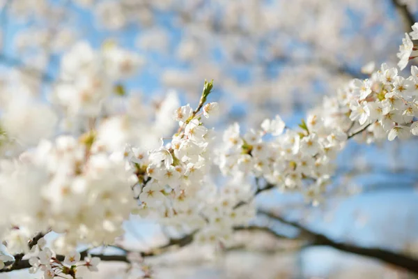 Hermoso Cerezo Floreciendo Primavera Belleza Naturaleza Tiernas Ramas Cereza Soleado — Foto de Stock