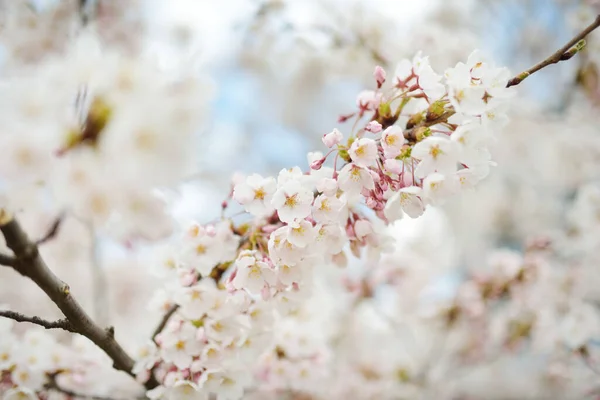 春には美しい桜が咲きます 自然の美しさ 春の晴れた日に屋外で公開桜の枝 — ストック写真