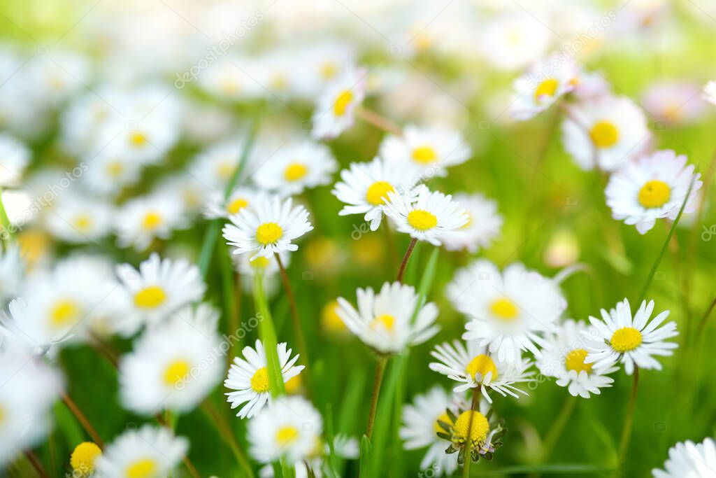 Beautiful meadow in springtime full of flowering white common daisies on green grass. Lawn with daisies. Bellis perennis.