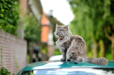 Hoş pofuduk gri kedi güzel ve güneşli bir yaz gününde arabada oturuyor.