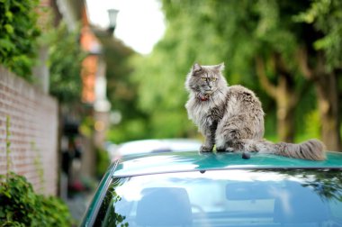 Hoş pofuduk gri kedi güzel ve güneşli bir yaz gününde arabada oturuyor.