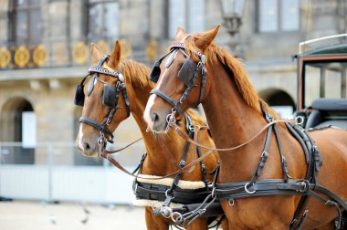 Hollanda, Amsterdam 'daki Baraj Meydanı' nda at arabası..