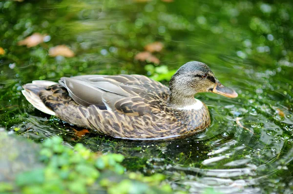 Pato Junto Río Día Soleado Invierno Aves Naturaleza — Foto de Stock