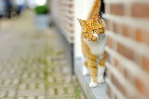 Cute Czerwony Kot Zewnątrz Miły Słoneczny Letni Dzień — Zdjęcie stockowe