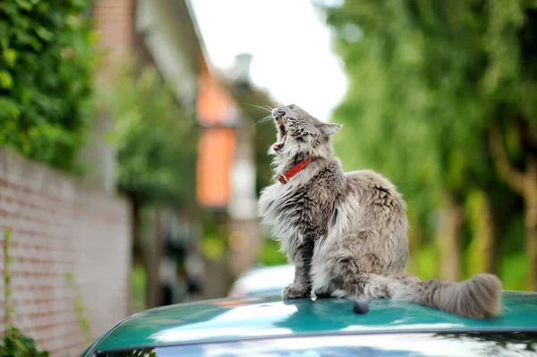 Gato Cinza Fofo Bonito Sentado Carro Dia Verão Agradável Ensolarado — Fotografia de Stock