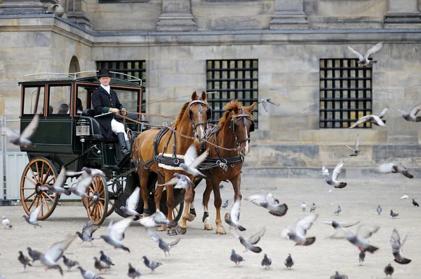 Amsterdam August 2011 Paardenkoets Omringd Door Vogels Dam Amsterdam Nederland — Stockfoto