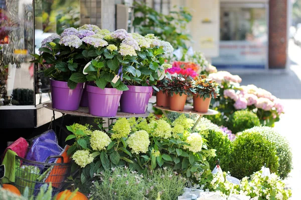 Beautiful Colorful Flowers Sold Outdoor Flower Shop Amsterdam Netherlands Holland — Stock Photo, Image