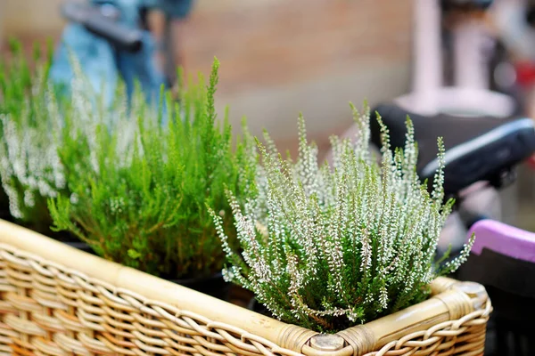 White Heather Plants Blossoming Wicker Boxes Decorating House Windows Flowers — Stock Photo, Image