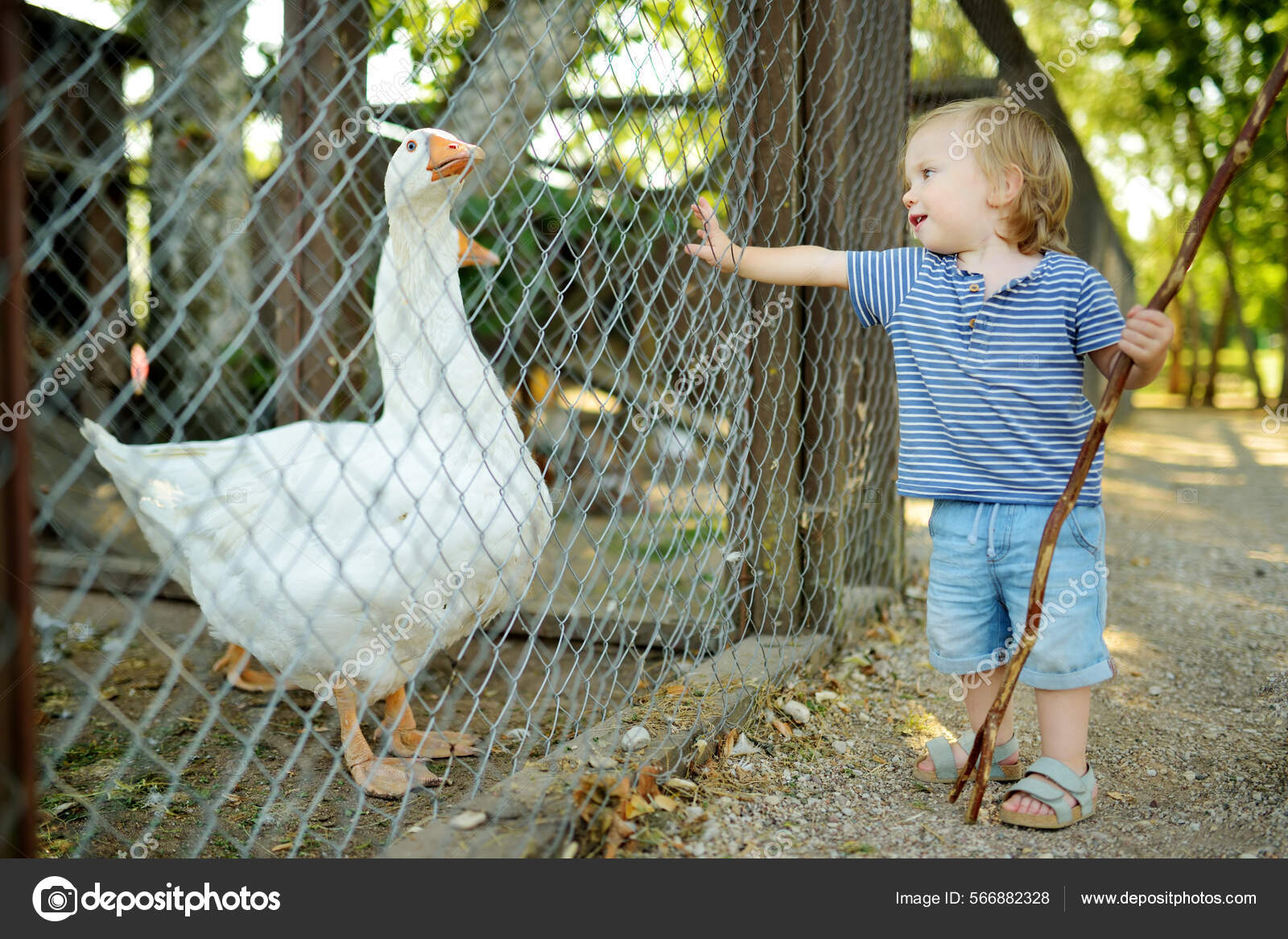 Cute Little Boy Looking Farmyard Birds Petting Zoo Child Playing Stock