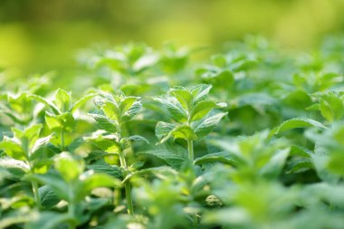 Güneşli yaz gününde sebze bahçesinde yetişen taze nane. Yeşil Melissa yakın plandan ayrılıyor..