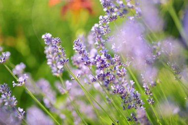 Yazın bir tarlada açan güzel lavanta çiçekleri.
