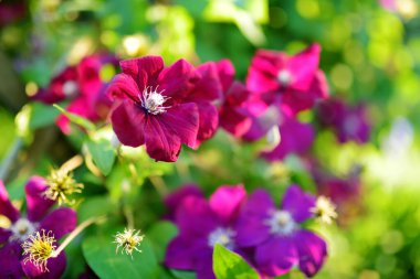 Bahçede çiçek açan mor klematis. Çiçekler yazın çiçek açar. Doğada güzellik.