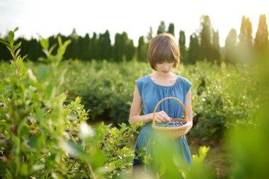 Sıcak ve güneşli bir yaz gününde organik yaban mersini çiftliğinde taze böğürtlen toplayan tatlı genç kız. Çocuklar için taze sağlıklı organik yiyecekler. Yazın aile aktiviteleri.
