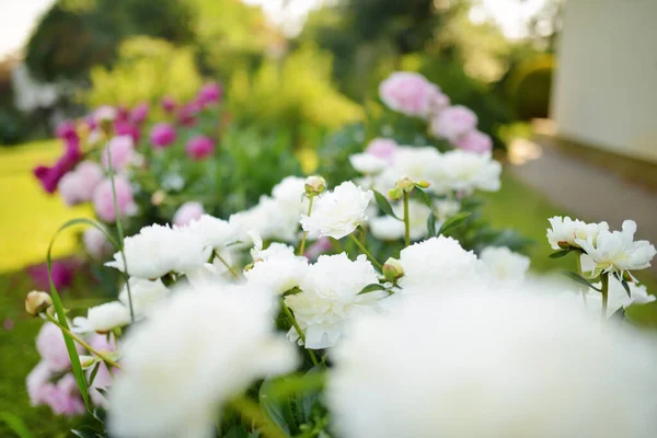 Beautiful White Peonies Blossoming Garden Summer Evening Beauty Nature — Fotografia de Stock