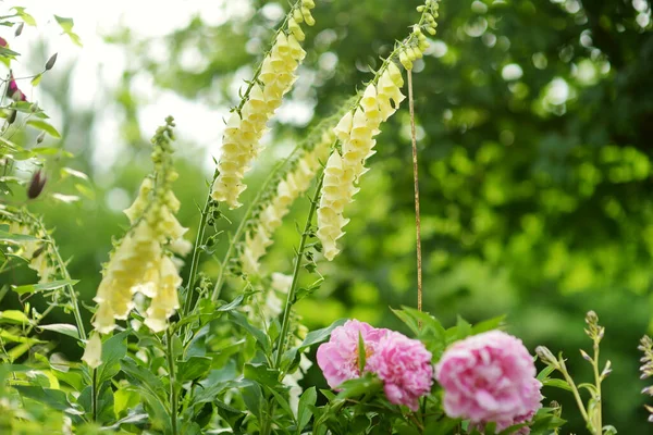 Prachtige Gele Voshandschoen Bloemen Bloeien Tuin Zonnige Zomerdag Digitalis Purpurea — Stockfoto