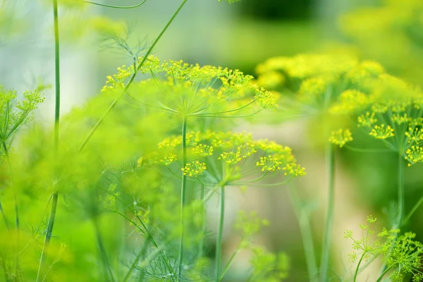 Zbliżenie Parasoli Koperkowych Ogrodnictwo Pachnący Koperek Rosnący Ogrodzie — Zdjęcie stockowe