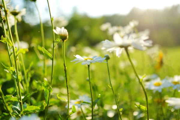 美丽的洋甘菊花朵在阳光灿烂的夏日绽放 自然景致 色彩艳丽 白色和黄色的雏菊盛开 夏日的花朵在美丽的草地上绽放 — 图库照片