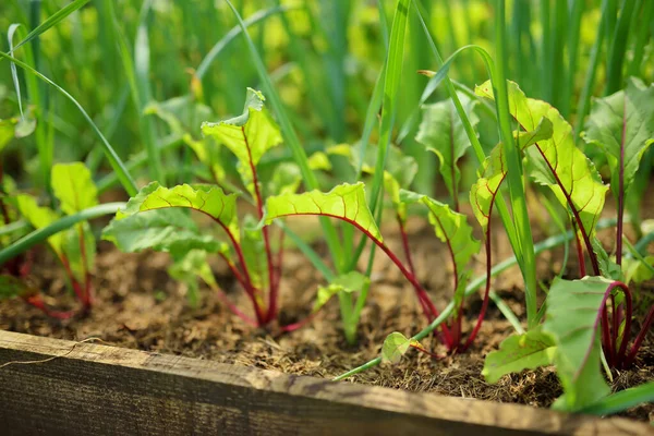 Young Fresh Beet Leaves Beetroot Plants Garlic Growing Row Garden — Stok Foto